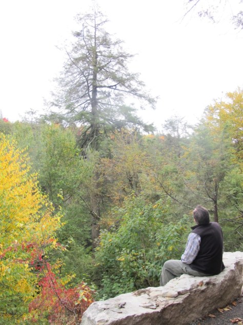 Mark Whitmore, of Cornell University, gazing at a hemlock in serious decline at Minnewaska State Park Preserve. 