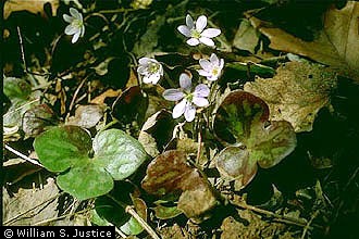 roundlobe hepatica
