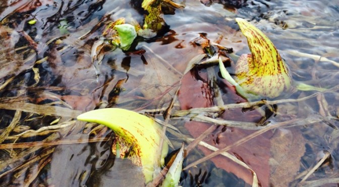 Harbinger of Spring: Skunk Cabbage