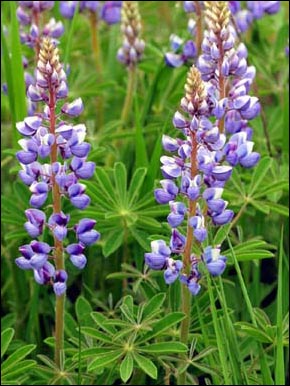 Lupine 1