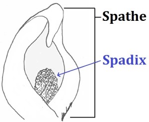 spadix
