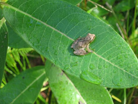 A spring peeper at Wellesley Island State Park. Photo by Julie Lundgren, NYNHP.