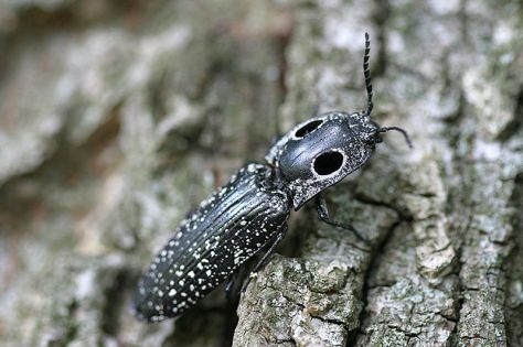e eyed click beetle