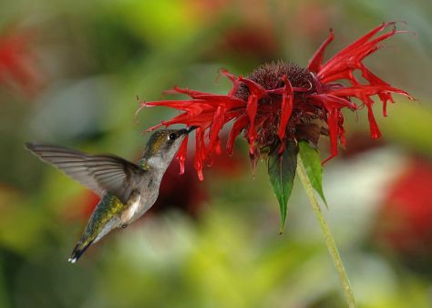 ruby throat hummingbird