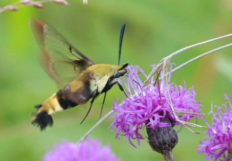 snowberry clearwing moth
