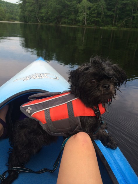 Dog in Kayak with life vest_Lilly Schelling