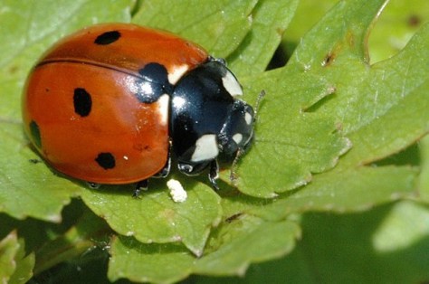9 Spotted Ladybug