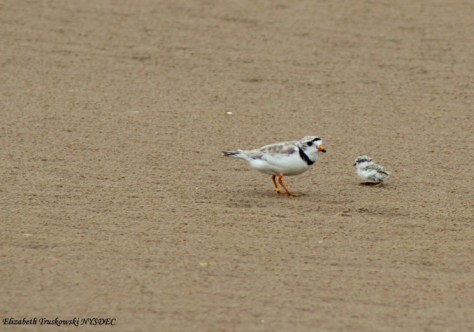 Piping Plover