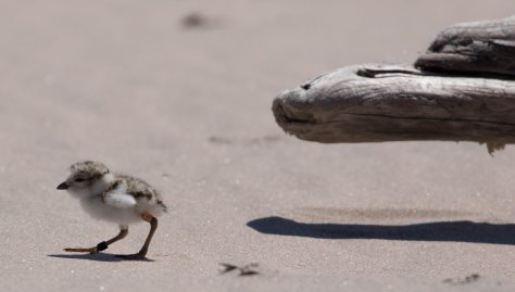 PipingPlover1a