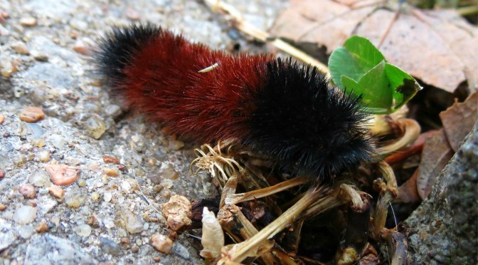 The Folklore of the Woolly Bear
