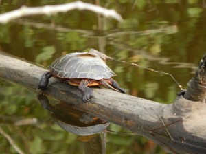 Painted turtle basking on a log with VHF transmitter glued to carapace (top of shell) at the golf course site (urban). Transmitters are used to track animal locations and note movement behavior, nest site selection, and overwintering spots. Note the shedding of scutes (keratin layers) on the top of the turtle shell, which occurs in the middle of summer as turtles grow. Days later this transmitter device fell off the turtle and was relocated along the pond shore. (Danielle Garneau) 