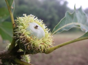 Burr Oak nut showing the cupule of the acorn, which protects the fruit while it grows and matures. Photo by Ben VanderWeide, Oakland