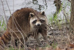 Raccoon, By D. Gordon E. Robertson (Own work) [CC BY-SA 3.0 (http://creativecommons.org/licenses/by-sa/3.0) or GFDL (http://www.gnu.org/copyleft/fdl.html)], via Wikimedia Commons