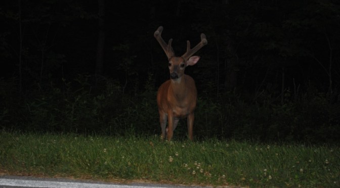 Things That Go Squawk In The Night