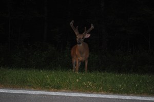 White-Tailed Deer, Lilly Schelling, NYS OPRHP