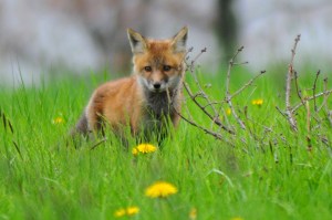 Red Fox Kit, NYS OPRHP