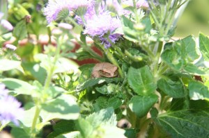 Spring Peeper, Lilly Schelling, NYS OPRHP