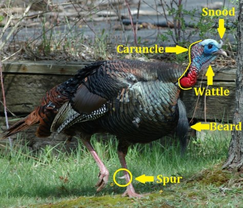 Snood - wattle - caruncle - beard - spur diagram off of a parks turkey picture