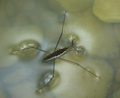 Waterstrider_wiki