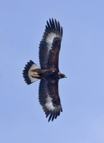 Aquila_chrysaetos_USFWS