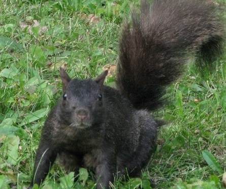 A Squirrel In Every Color