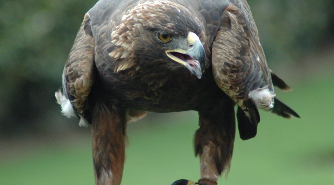 Golden Opportunities at Betty and Wilbur Davis State Park