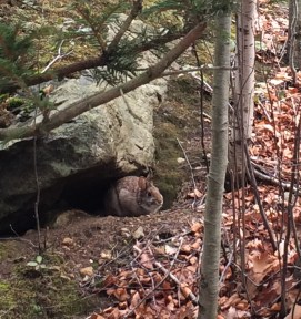 New England Cottontail