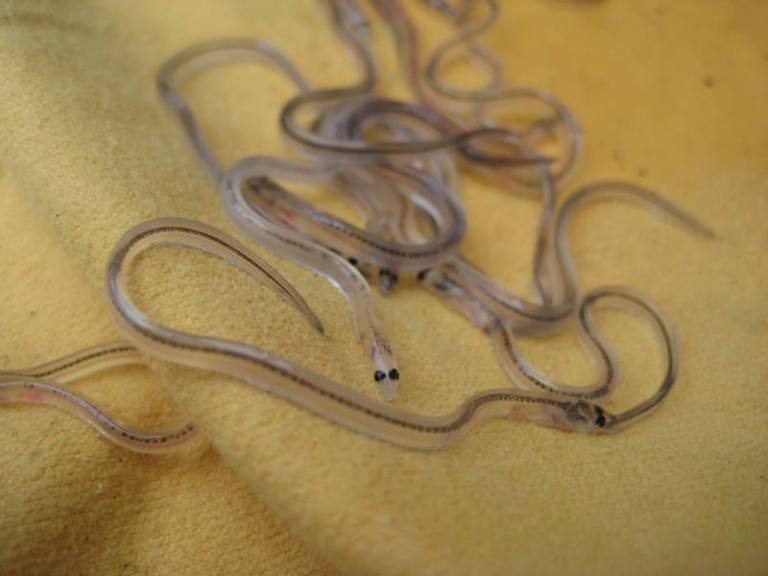 From glass eels to silver eels and everything in between The life