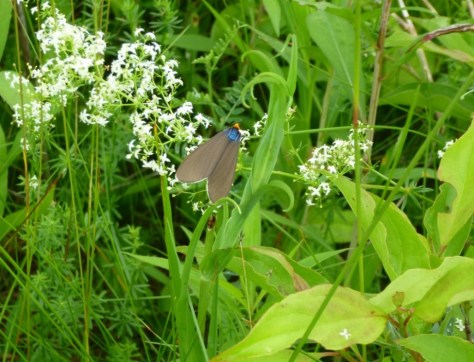 Bedstraw