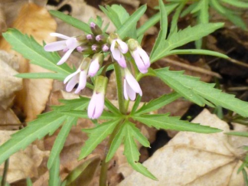 Cutleaf toothwort