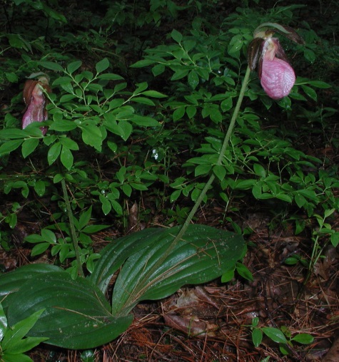 Pink Lady Slipper