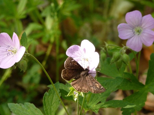 wild geranium