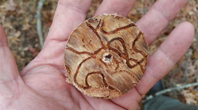 Southern Pine Beetle in New York