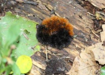 Woolly bear