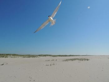Least Tern