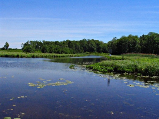 A prime example of managed Niagara River Wetlands, and a great opportunity for wildlife viewing, photo by Tina Spencer, State Parks