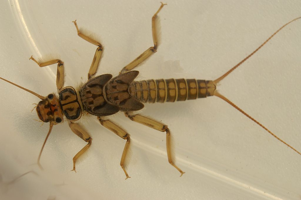 A stonefly nymph. Photo by Bohringer Friedrich