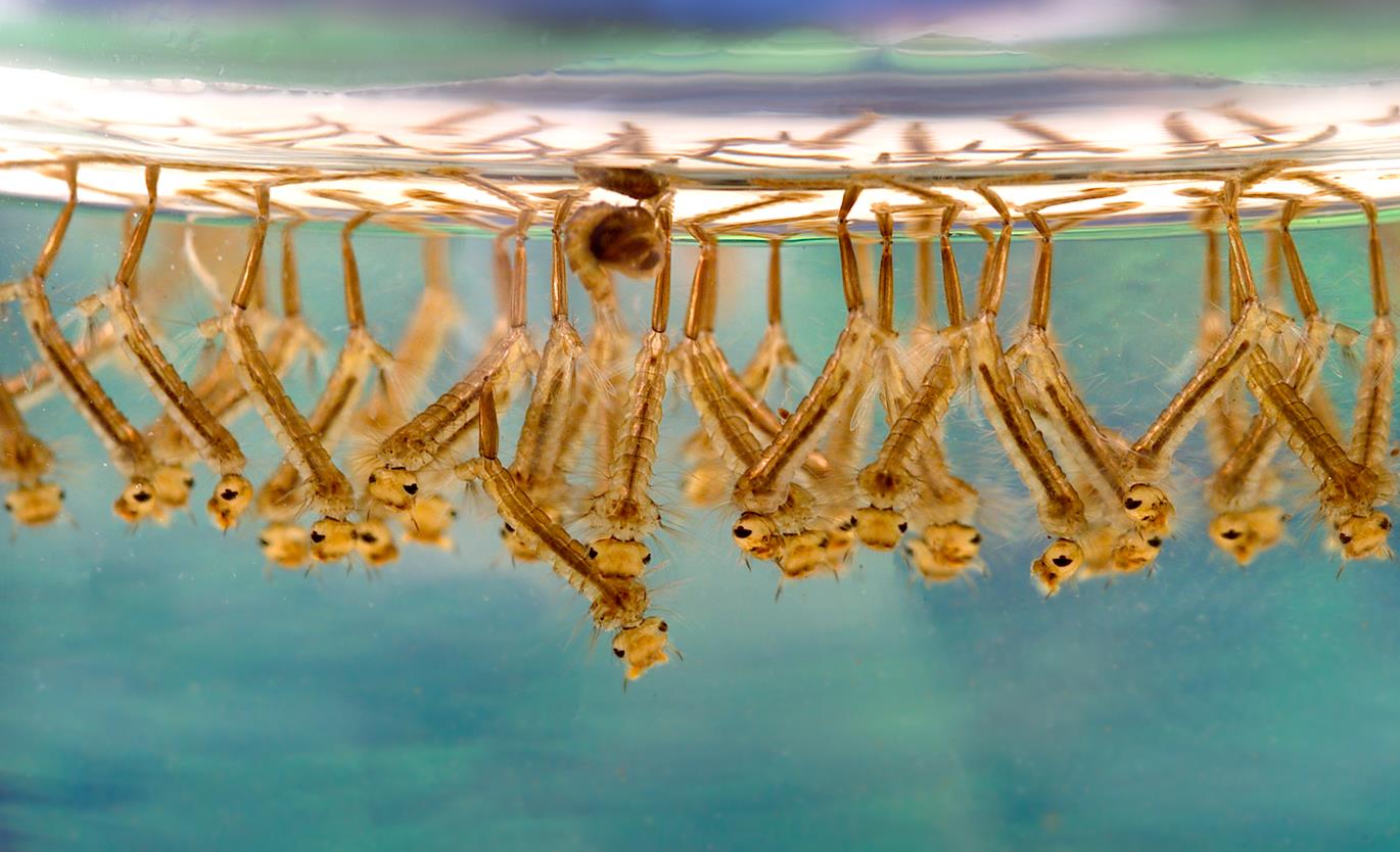 Mosquito larvae, photo by James Gathany