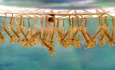 Mosquito larvae, photo by James Gathany