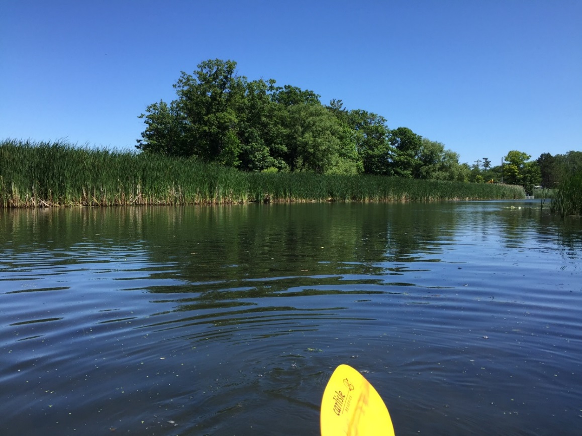 Paddle from Tuscarora Bay past cattails into the marsh area, great for bird watching, photo by Tina Spencer, State Parks