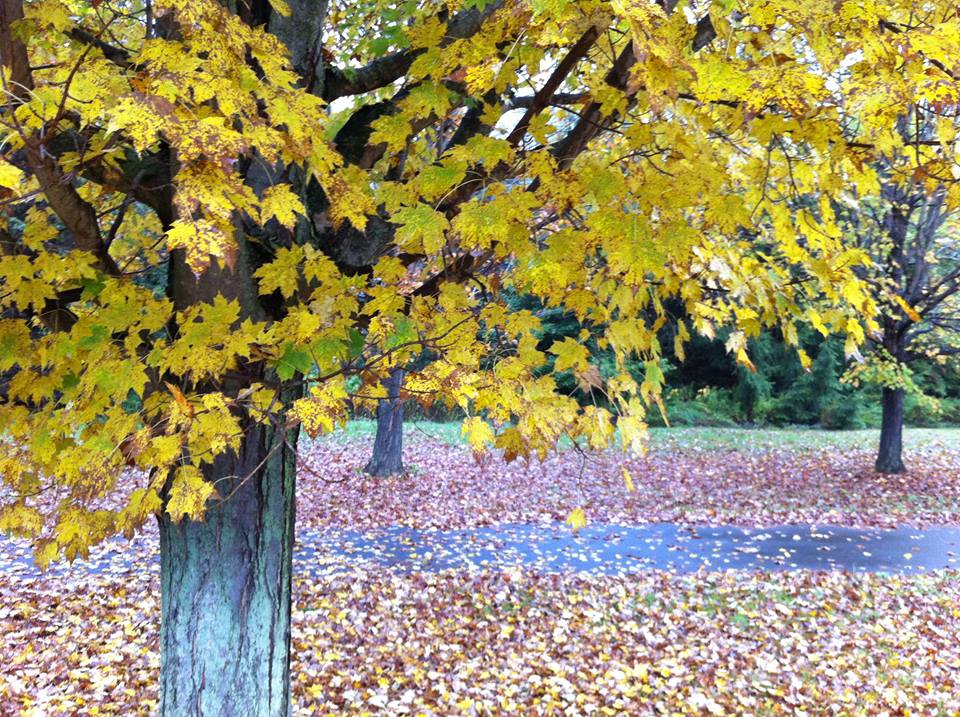 allegany-fall_t-leblanc