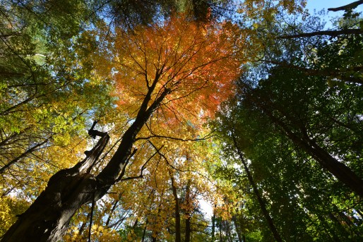 bennington-battlefield-_7819