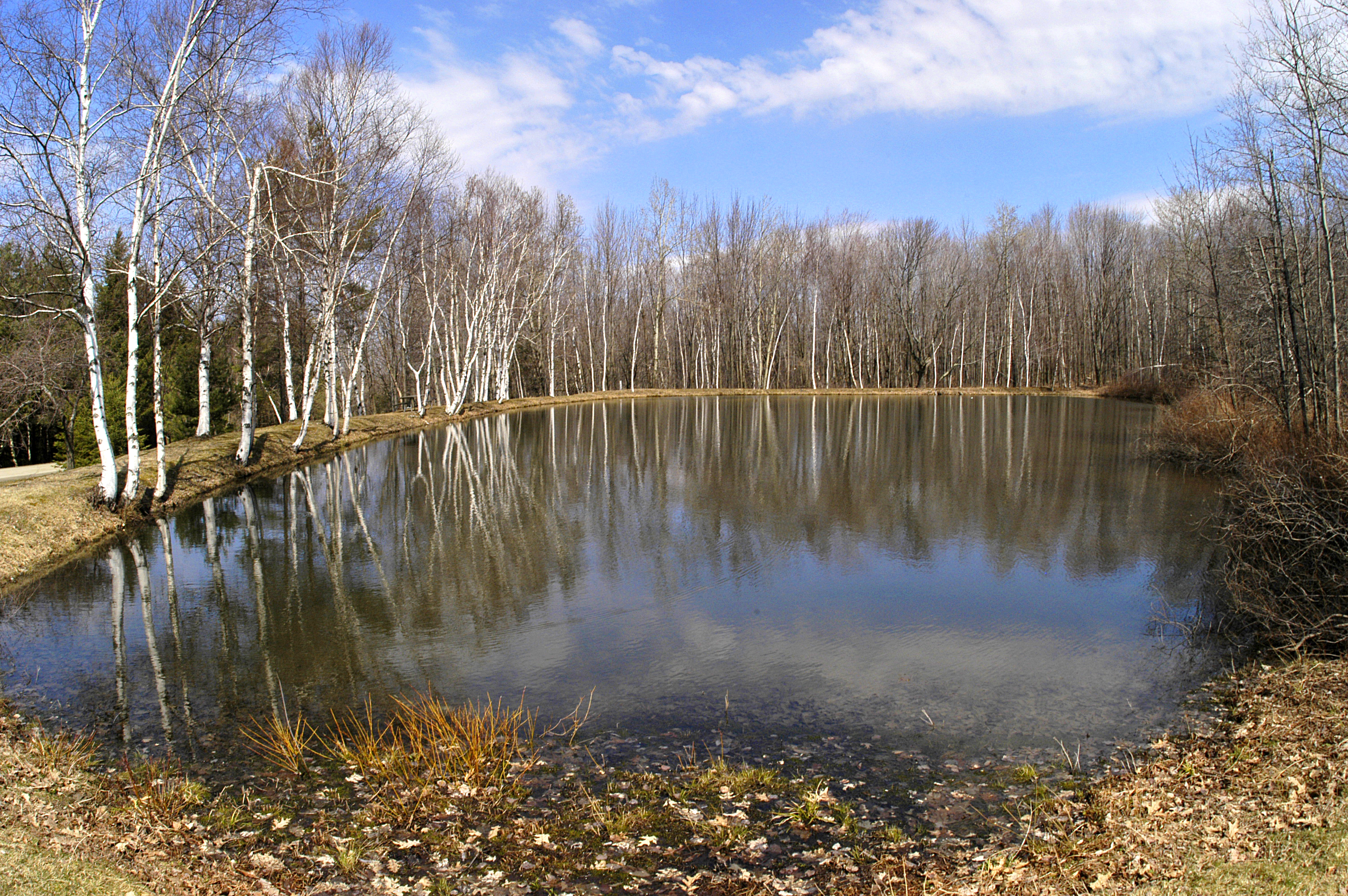 bwdavis_whtbirchpond_114