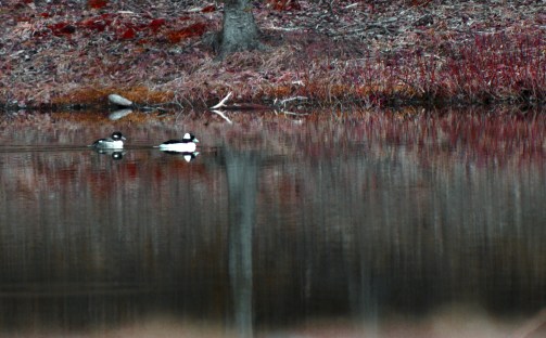 ducks-in-pond-fall-b-w-davis-_0167cp
