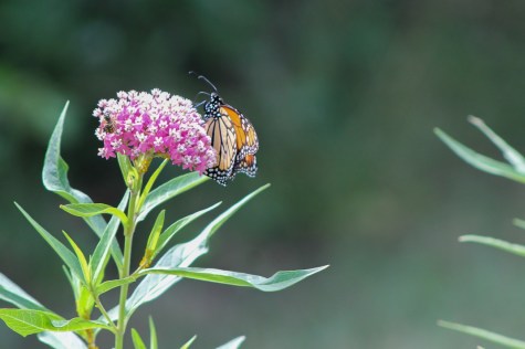 monarch-butterfly-and-a-bee-feeding-on-the-nectar-from-a-swamp-milkweed-in-wilson-tuscarora-state-park-in-august-2016-photo-by-j-harris