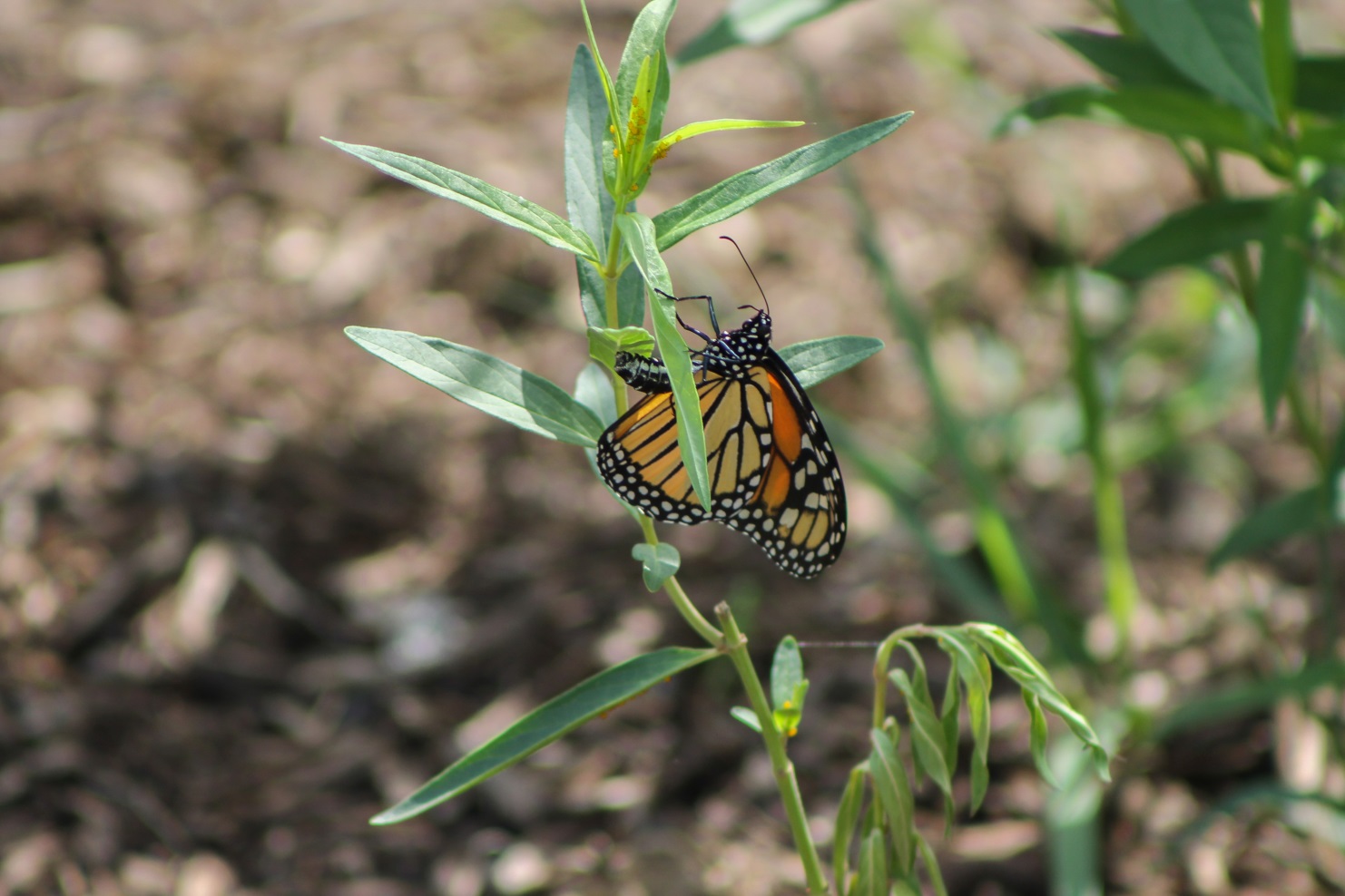 monarch-butterfly-laying-her-eggs-on-a-swamp-milkweed-located-in-the-butterfly-garden-at-wilson-tuscarora-state-park-in-august-2016-photo-by-j-harris