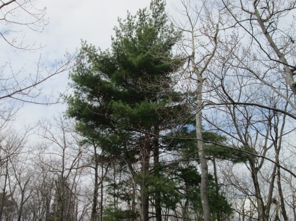 11white_pine_jubileefeist