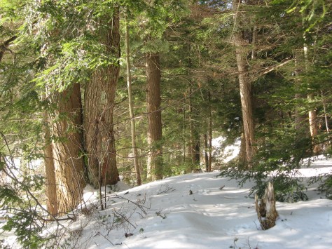 14-hemlocks-in-snow-julielundgrennynhp