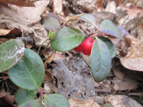 2-wintergreen-by-jubilee_fiest