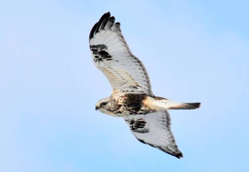 roughlegged_hawk_soaring_usfsw
